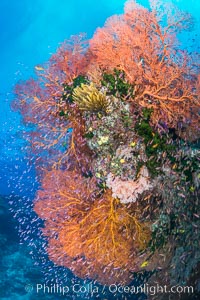 Sea fan gorgonian and schooling Anthias on pristine and beautiful coral reef, Fiji, Gorgonacea, Plexauridae, Pseudanthias, Wakaya Island, Lomaiviti Archipelago