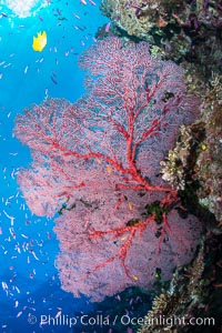 Plexauridae sea fan gorgonian and schooling Anthias on pristine and beautiful coral reef, Fiji, Gorgonacea, Plexauridae, Pseudanthias, Wakaya Island, Lomaiviti Archipelago