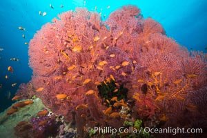 Plexauridae sea fan gorgonian and schooling Anthias on pristine and beautiful coral reef, Fiji, Gorgonacea, Plexauridae, Pseudanthias