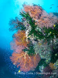 Sea fan gorgonian and schooling Anthias on pristine and beautiful coral reef, Fiji, Gorgonacea, Tubastrea micrantha, Wakaya Island, Lomaiviti Archipelago