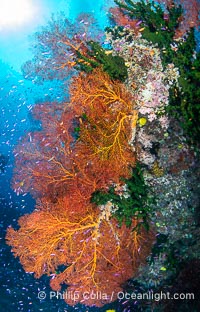 Sea fan gorgonian and schooling Anthias on pristine and beautiful coral reef, Fiji, Gorgonacea, Wakaya Island, Lomaiviti Archipelago