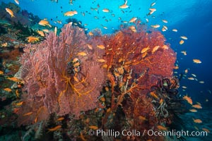 Sea fan gorgonian and schooling lyretail Anthias on pristine and beautiful coral reef, Fiji, Gorgonacea, Plexauridae, Pseudanthias, Vatu I Ra Passage, Bligh Waters, Viti Levu  Island