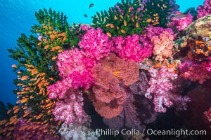 Beautiful South Pacific coral reef, with gorgonian sea fans, schooling anthias fish and colorful dendronephthya soft corals, Fiji, Dendronephthya, Gorgonacea, Pseudanthias, Tubastrea micrantha
