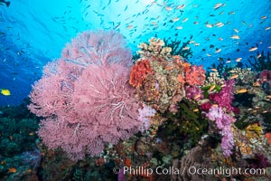 Beautiful South Pacific coral reef, with Plexauridae sea fans, schooling anthias fish and colorful dendronephthya soft corals, Fiji