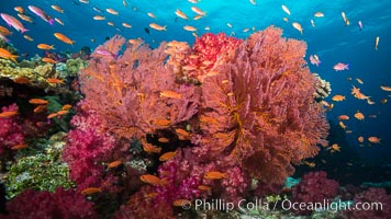 Fiji Islands Photo, Fiji Islands photos, Natural History Photography