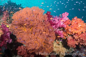 Beautiful South Pacific coral reef, with gorgonian sea fans, schooling anthias fish and colorful dendronephthya soft corals, Fiji, Dendronephthya, Gorgonacea, Pseudanthias, Gau Island, Lomaiviti Archipelago
