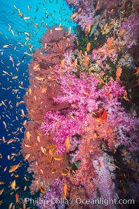 Beautiful South Pacific coral reef, with gorgonian sea fans, schooling anthias fish and colorful dendronephthya soft corals, Fiji, Dendronephthya, Gorgonacea, Pseudanthias, Vatu I Ra Passage, Bligh Waters, Viti Levu  Island