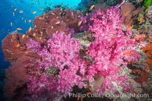 Beautiful South Pacific coral reef, with gorgonian sea fans, schooling anthias fish and colorful dendronephthya soft corals, Fiji, Dendronephthya, Gorgonacea, Pseudanthias, Vatu I Ra Passage, Bligh Waters, Viti Levu  Island