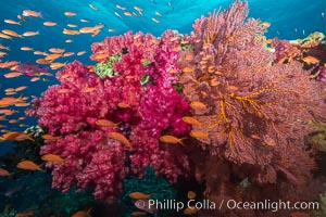 Beautiful South Pacific coral reef, with gorgonian sea fans, schooling anthias fish and colorful dendronephthya soft corals, Fiji, Dendronephthya, Gorgonacea, Plexauridae, Pseudanthias