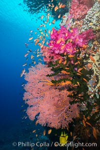 Beautiful South Pacific coral reef, with gorgonian sea fans, schooling anthias fish and colorful dendronephthya soft corals, Fiji, Dendronephthya, Gorgonacea, Plexauridae, Pseudanthias