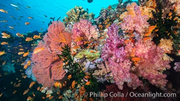 Beautiful South Pacific coral reef, with gorgonian sea fans, schooling anthias fish and colorful dendronephthya soft corals, Fiji, Dendronephthya, Gorgonacea, Pseudanthias