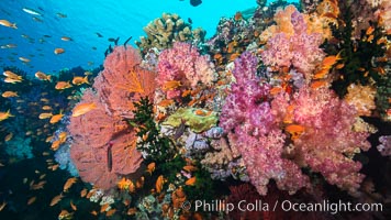 Beautiful South Pacific coral reef, with gorgonian sea fans, schooling anthias fish and colorful dendronephthya soft corals, Fiji, Dendronephthya, Gorgonacea, Pseudanthias