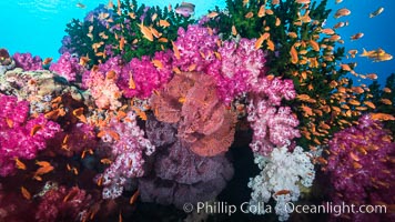 Beautiful South Pacific coral reef, with gorgonian sea fans, schooling anthias fish and colorful dendronephthya soft corals, Fiji, Dendronephthya, Gorgonacea, Pseudanthias, Tubastrea micrantha