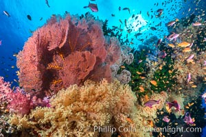 Beautiful South Pacific coral reef, with gorgonian sea fans, schooling anthias fish and colorful dendronephthya soft corals, Fiji, Dendronephthya, Gorgonacea, Plexauridae, Pseudanthias, Vatu I Ra Passage, Bligh Waters, Viti Levu  Island