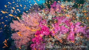 Beautiful South Pacific coral reef, with gorgonian sea fans, schooling anthias fish and colorful dendronephthya soft corals, Fiji, Dendronephthya, Gorgonacea, Pseudanthias, Vatu I Ra Passage, Bligh Waters, Viti Levu  Island