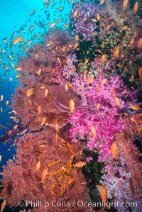 Beautiful South Pacific coral reef, with gorgonian sea fans, schooling anthias fish and colorful dendronephthya soft corals, Fiji, Dendronephthya, Gorgonacea, Pseudanthias, Vatu I Ra Passage, Bligh Waters, Viti Levu  Island