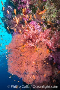 Beautiful South Pacific coral reef, with gorgonian sea fans, schooling anthias fish and colorful dendronephthya soft corals, Fiji, Dendronephthya, Gorgonacea, Plexauridae, Pseudanthias, Vatu I Ra Passage, Bligh Waters, Viti Levu  Island