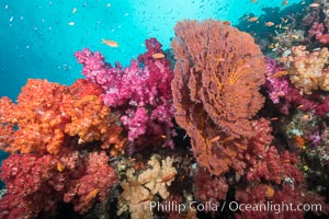 Beautiful South Pacific coral reef, with gorgonian sea fans, schooling anthias fish and colorful dendronephthya soft corals, Fiji. Gau Island, Lomaiviti Archipelago, Dendronephthya, Gorgonacea, Pseudanthias, natural history stock photograph, photo id 31720
