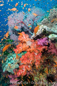 Beautiful South Pacific coral reef, with gorgonian sea fans, schooling anthias fish and colorful dendronephthya soft corals, Fiji, Dendronephthya, Gorgonacea, Pseudanthias
