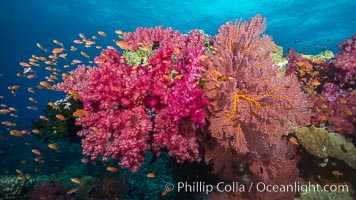 Beautiful South Pacific coral reef, with gorgonian sea fans, schooling anthias fish and colorful dendronephthya soft corals, Fiji, Dendronephthya, Gorgonacea, Plexauridae, Pseudanthias