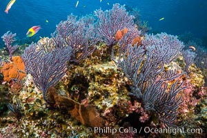 Sea fans and rocky reef, La Reina, Lighthouse Reef, Sea of Cortez