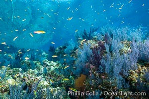 Sea fans and rocky reef, La Reina, Lighthouse Reef, Sea of Cortez