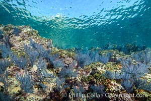 Sea fans and rocky reef, La Reina, Lighthouse Reef, Sea of Cortez