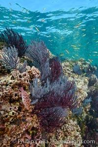 Sea fans and rocky reef, La Reina, Lighthouse Reef, Sea of Cortez