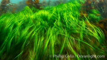 Sea grass in motion, shallow water. Browning Pass, Vancouver Island