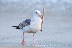 Sea gull carries a stick around the beach, La Jolla, California