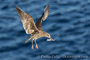 Sea gull carries trash, a piece of aluminum foil, La Jolla, California