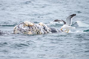 Sea gull picks skin from a white southern right whale calf, Eubalaena australis, Puerto Piramides, Chubut, Argentina