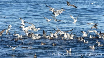 Sea Gulls diving on bait fish, La Jolla, California