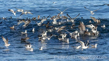 Sea Gulls diving on bait fish, La Jolla, California