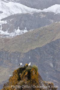 Sea gulls on rocks with mountains in the distance, Hercules Bay