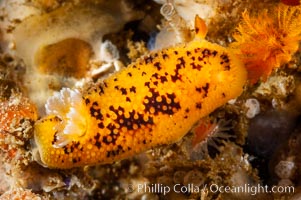 Nudibranch, Anisodoris nobilis, San Nicholas Island