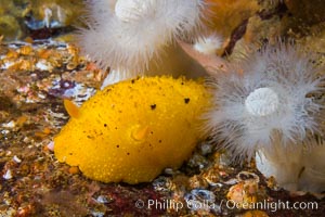 Sea Lemon, Anisodoris nobilis, Vancouver Island, Anisodoris nobilis