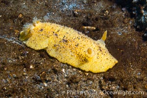 Sea Lemon, Anisodoris nobilis, Vancouver Island, Anisodoris nobilis