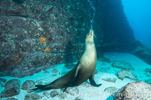 Sea lion blowing underwater bubbles as it stands on its flippers, Zalophus californianus, Sea of Cortez