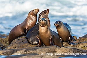 Sea Lion Colony at La Jolla Cove in San Diego with Pacific Ocean Backdrop, Zalophus californianus