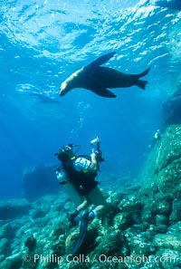 California sea lion with diver, Sea of Cortez, Zalophus californianus