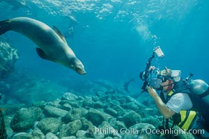 California sea lion and diver, Zalophus californianus, Sea of Cortez, Mexico.