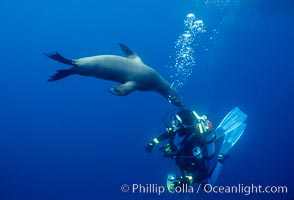 California sea lion and diver, Zalophus californianus, Santa Barbara Island