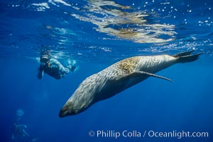 Diver and California sea lion, Zalophus californianus, Guadalupe Island (Isla Guadalupe)