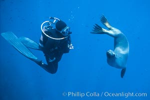 California sea lion, Guadalupe Island, Mexico, Zalophus californianus.