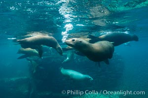 Sea lion harem of females, underwater, Zalophus californianus, Sea of Cortez