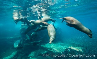 Sea lion harem of females, underwater, Zalophus californianus, Sea of Cortez