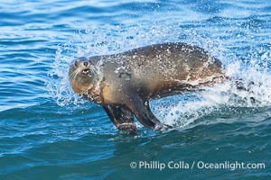 California sea lion surfing in a wave at La Jolla Cove, San Diego, Zalophus californianus