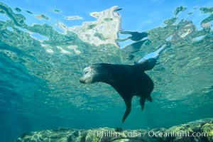Sea Lion, Los Islotes, Sea of Cortez