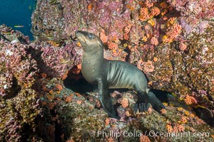 Sea Lion, Los Islotes, Sea of Cortez